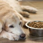 【獣医師執筆】167頭14ヶ月追跡…「犬の手作り食」長期的健康効果を科学的に検証(ブログ)