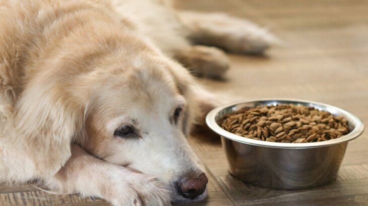 【獣医師執筆】167頭14ヶ月追跡…「犬の手作り食」長期的健康効果を科学的に検証(ブログ)