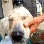 田舎のおばあちゃんが『犬を洗った』結果→容赦なさすぎる『豪快な洗いっぷり』が210万再生「想像以上で笑うｗ」「信頼を感じる」現在の様子も(ブログ)