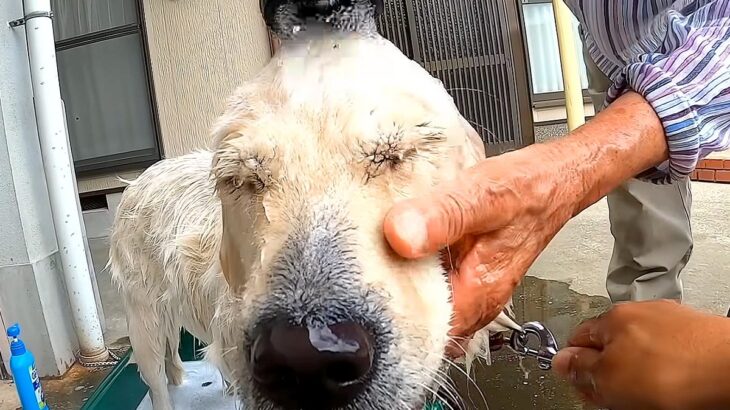 田舎のおばあちゃんが『犬を洗った』結果→容赦なさすぎる『豪快な洗いっぷり』が210万再生「想像以上で笑うｗ」「信頼を感じる」現在の様子も(ブログ)