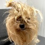 元飼い主に『いらない』と捨てられた11歳の老犬→名前を呼んだら…『あまりにも健気な反応』に号泣「もう大丈夫だよ」「涙が止まらない」(ブログ)