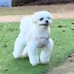 『ドッグランは撫でてもらえる場所』と勘違いしている犬→知らない人と目が合うと…愛くるしい行動が53万再生「ファンサｗｗ」「かわいい」(ブログ)