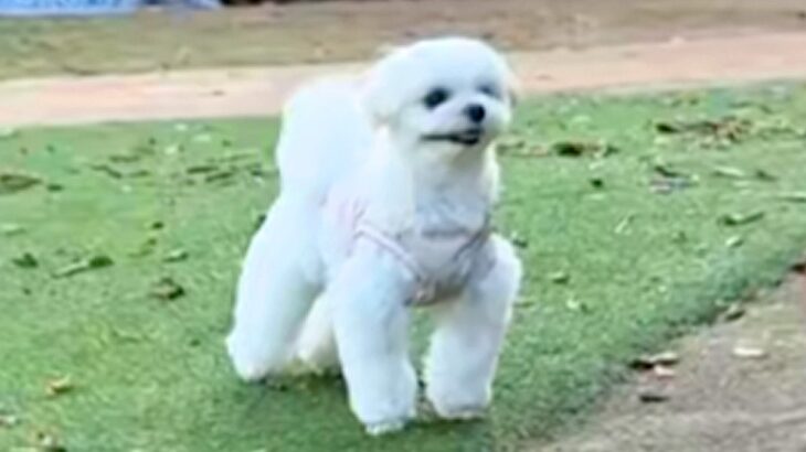 『ドッグランは撫でてもらえる場所』と勘違いしている犬→知らない人と目が合うと…愛くるしい行動が53万再生「ファンサｗｗ」「かわいい」(ブログ)