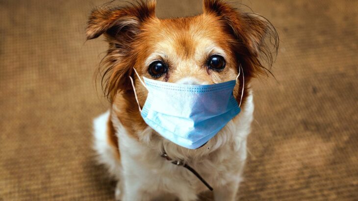 犬が風邪をひいたときの『初期症状』5つ　見逃したくないサインや予防法まで(ブログ)