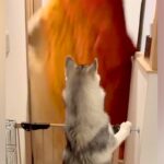 大型犬に『目の前から消えるドッキリ』を仕掛けた結果→思っていたのと違う『まさかのリアクション』が話題「マイペース」「私らも見習お」(ブログ)