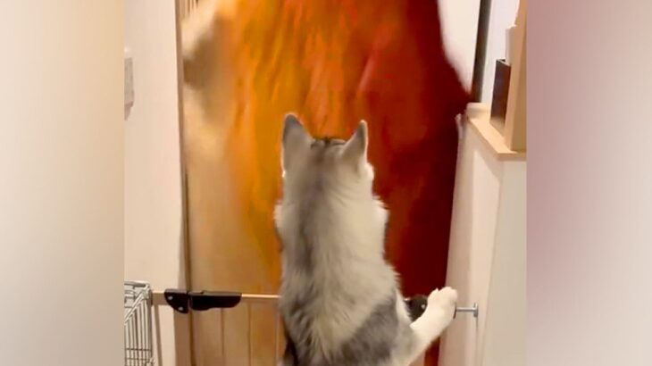 大型犬に『目の前から消えるドッキリ』を仕掛けた結果→思っていたのと違う『まさかのリアクション』が話題「マイペース」「私らも見習お」(ブログ)