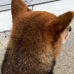 外国人に『シバ…？シバチガウ…？イロチガウ…』と言われた犬→微笑ましい展開が5万表示「珍しいもんね」「光景が目に浮かぶｗ」と反響(ブログ)
