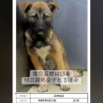 『僕の名前は13番』番号で呼ばれ、処分寸前だった犬→ギリギリで助けられ…『現在の光景』に涙が出ると27万再生「号泣」「幸せになってね」(ブログ)
