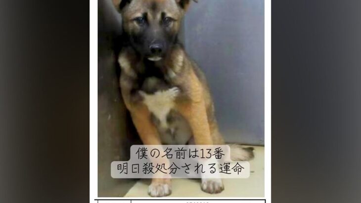 『僕の名前は13番』番号で呼ばれ、処分寸前だった犬→ギリギリで助けられ…『現在の光景』に涙が出ると27万再生「号泣」「幸せになってね」(ブログ)
