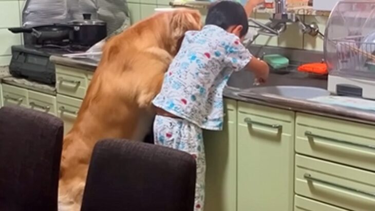 息子と大型犬がやけに静かだったので、見に行った結果→台所でこっそりと…尊すぎる『本当の兄弟のような光景』が559万再生「心が平和になる」(ブログ)