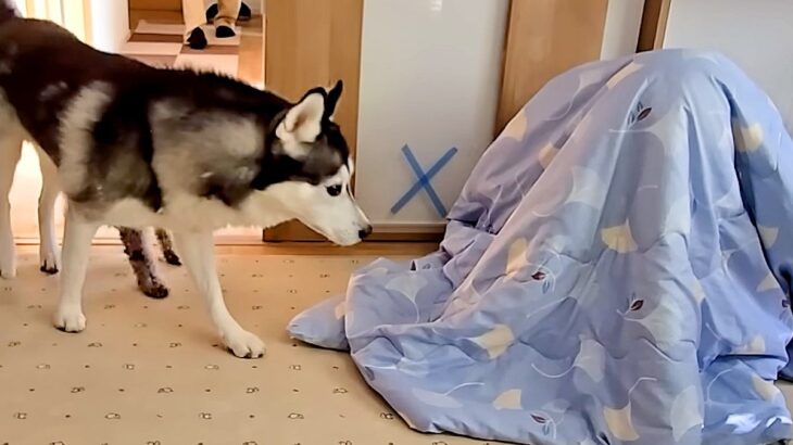 犬たちに内緒で『お兄ちゃんが帰省した』結果→布団に隠れていたら…『1年ぶりの再会』で感情が大爆発する光景が99万再生「たまらん…」(ブログ)