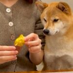 犬と『焼き芋を半分こ』して食べていたら…あまりにも可愛い『おねだり』が最高すぎると17万再生「人間の子どもみたい」「膝に…可愛すぎる」(ブログ)