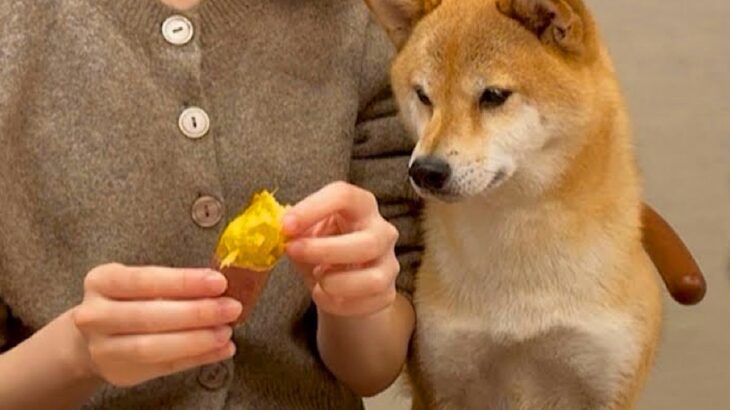 犬と『焼き芋を半分こ』して食べていたら…あまりにも可愛い『おねだり』が最高すぎると17万再生「人間の子どもみたい」「膝に…可愛すぎる」(ブログ)