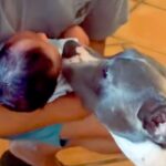 赤ちゃんが生まれ、お姉ちゃんになった犬→涙が出るほど愛おしい『1歳までの成長記録』が133万再生「一番の友達だよね」「愛情深いわんこ」(ブログ)