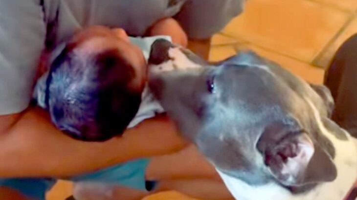 赤ちゃんが生まれ、お姉ちゃんになった犬→涙が出るほど愛おしい『1歳までの成長記録』が133万再生「一番の友達だよね」「愛情深いわんこ」(ブログ)