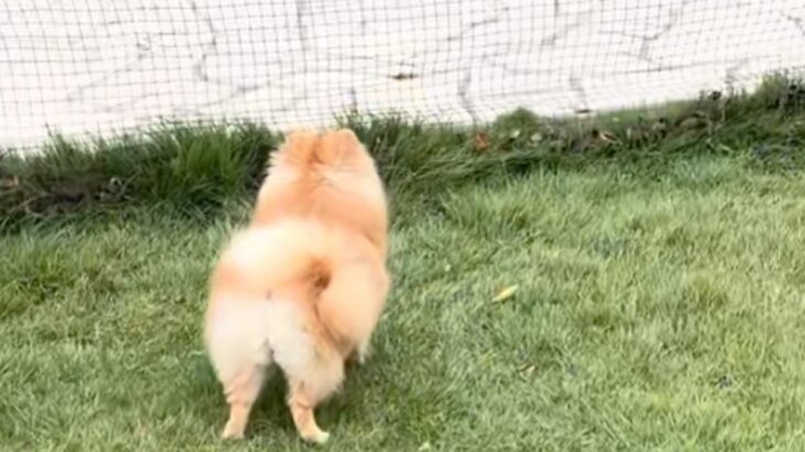 小型犬が突然吠えたので、視線の先を見てみたら…喧嘩を売った『まさかの相手』に反響「どう頑張っても勝てないｗ」「勝ち誇った顔してて草」(ブログ)