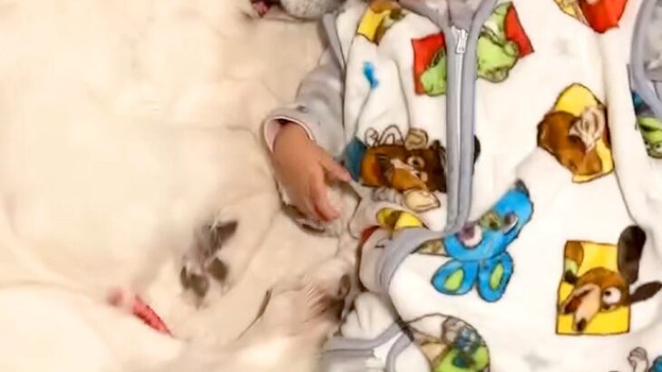トイレに行っていたら、赤ちゃんと超大型犬がふたりで揃って…最高に幸せな『尊い光景』が86万再生「優しさが溢れてる」「癒された…」と悶絶(ブログ)