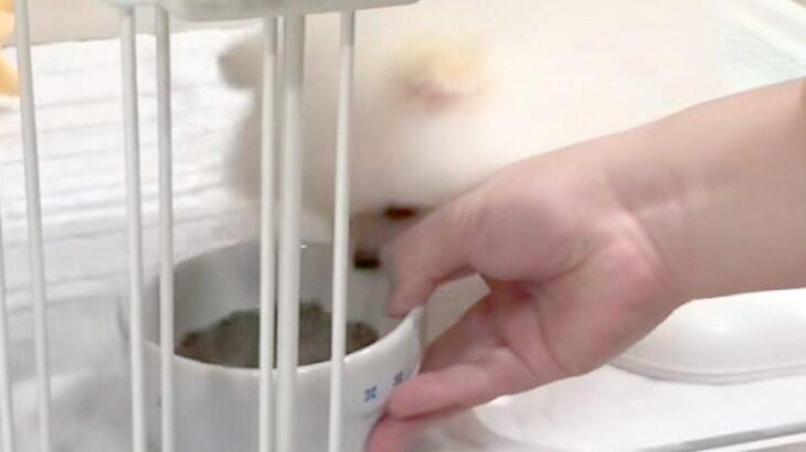 赤ちゃん犬に『初めてのごはん』をあげてみた結果→食いつきすぎて…衝撃的な『まさかの行動』が話題「可愛くて笑っちゃう」「お犬様回収ｗ」(ブログ)