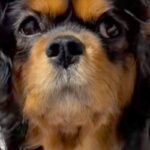 寝起き直後の犬→髪型を見てみたら…衝撃の『ヘアースタイル』に爆笑とツッコミの声「実験失敗しました？」「ベテラン指揮者で草」と50万再生(ブログ)