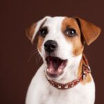 犬をびっくりさせる『飼い主のNG行為』5つ　驚かせることによる心身への悪影響とは？(ブログ)