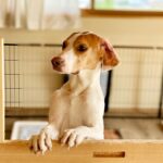 犬を不安にさせる『留守番環境』3つ　あなたの部屋は大丈夫？負担なく待たせるためにできることまで(ブログ)
