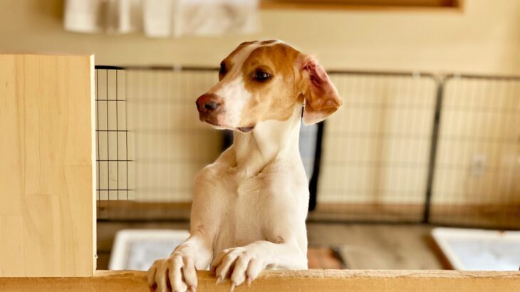 犬を不安にさせる『留守番環境』3つ　あなたの部屋は大丈夫？負担なく待たせるためにできることまで(ブログ)