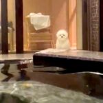 初めての『旅行』をする犬→飼い主が客室温泉に入っていたら…『心配性な光景』が健気すぎると203万表示「全力で見守ってる」「困惑顔ｗｗ」(ブログ)