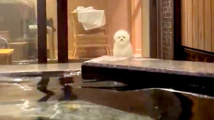 初めての『旅行』をする犬→飼い主が客室温泉に入っていたら…『心配性な光景』が健気すぎると203万表示「全力で見守ってる」「困惑顔ｗｗ」(ブログ)