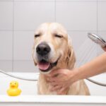 『シャワーが好きな犬』がみせる行動6つ　なぜお風呂が好きなの？嫌がるワンコにできる工夫までご紹介(ブログ)