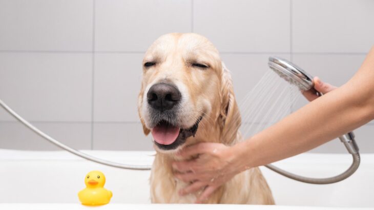 『シャワーが好きな犬』がみせる行動6つ　なぜお風呂が好きなの？嫌がるワンコにできる工夫までご紹介(ブログ)
