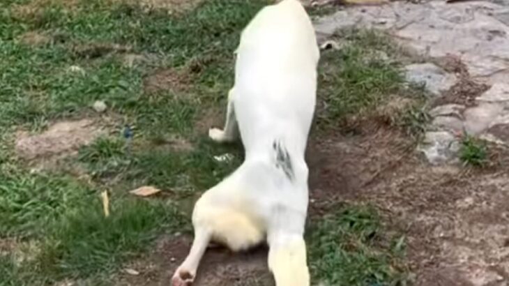 10年以上散歩されず、下半身不随になった老犬　保護して2日後→奇跡的な『まさかの光景』に反響「ただただ感動…」「本当にありがとう」(ブログ)