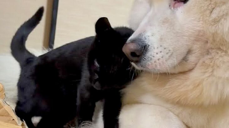 保護された黒猫の赤ちゃんが『大型犬に甘えた』結果…種族を超えた『愛おしい光景』が23万再生「かわいいが融合してる」「ニヤニヤする」(ブログ)