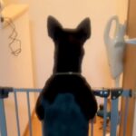 2年前に突然の体調不良で倒れたお父さん→退院後、家に帰ると犬が待っていて…思わず涙する『感動の再会』に反響「嬉しさ爆発」「大好きなんだ」(ブログ)