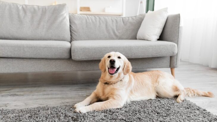 犬が部屋にひとりでいるとき『置いてはいけないもの』７選　考えられる危険な事故とは？(ブログ)