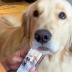 スマホをいじっている女性→構ってほしそうな大型犬が…絶対に無視できない『あざとい行動』が24万再生「イチャイチャしやがってｗ」「可愛い」(ブログ)