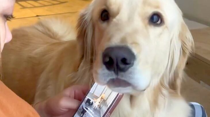 スマホをいじっている女性→構ってほしそうな大型犬が…絶対に無視できない『あざとい行動』が24万再生「イチャイチャしやがってｗ」「可愛い」(ブログ)
