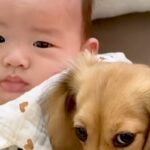 赤ちゃんと遊びたい犬→ママに『ダメですよ』と止められてしまい…愛おしすぎる反応が73万再生「邪魔しないで！って眼差し」「大好きなんだね」(ブログ)
