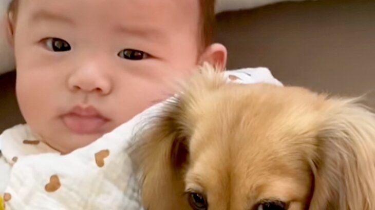 赤ちゃんと遊びたい犬→ママに『ダメですよ』と止められてしまい…愛おしすぎる反応が73万再生「邪魔しないで！って眼差し」「大好きなんだね」(ブログ)