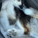 バッグの中でおとなしくしている小型犬→ふいに覗いてみた結果…想像を超える『反則級の可愛さ』に30万いいね「可愛いの暴力」「たまらん」(ブログ)