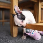 愛犬が『家具をかじってしまう』5つのワケ　噛み癖が酷くなる原因や対処法までご紹介(ブログ)