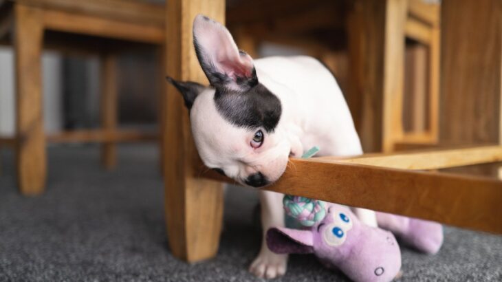 愛犬が『家具をかじってしまう』5つのワケ　噛み癖が酷くなる原因や対処法までご紹介(ブログ)