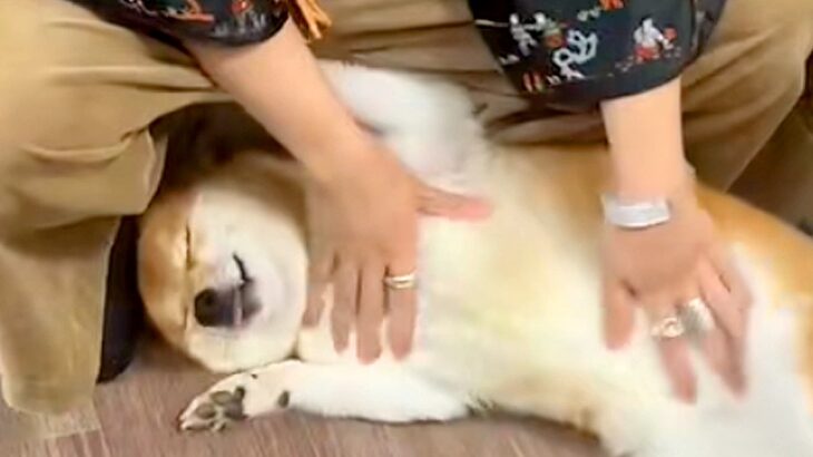 久しぶりに『実家の犬』と再会したら→とんでもなく尊い『いらっしゃいのご挨拶』が37万再生「意味わからんくらい可愛い」「離れたくなくなる」(ブログ)