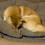 『なんか違う…』サイズの異なる2匹の犬が『ベッドで並んで眠った』結果→思わずツッコミたくなる光景が話題「可愛くて笑った」「はみ出てて草」(ブログ)