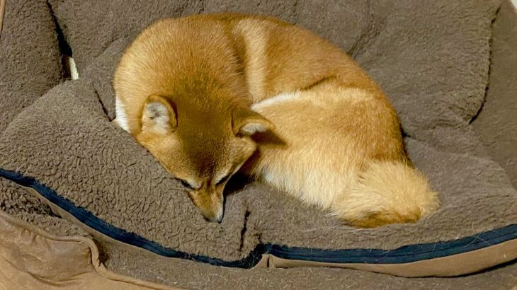 『なんか違う…』サイズの異なる2匹の犬が『ベッドで並んで眠った』結果→思わずツッコミたくなる光景が話題「可愛くて笑った」「はみ出てて草」(ブログ)