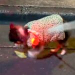 17歳のおじいちゃん犬→お散歩をしたら、ゆっくりと落ち葉を踏んで…とんでもなく尊い『歩き方』が147万再生「ゼンマイ式かな？」「涙出た」(ブログ)