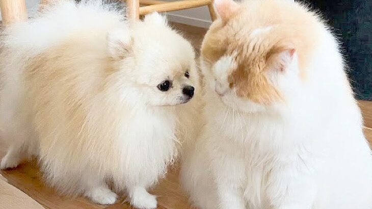 『体調を崩した猫』が毛づくろいをしていたら、心配した犬がそばにきて…愛にあふれた『まさかの行動』に感動「健気すぎて泣ける」「素晴らしい」(ブログ)