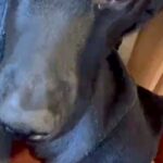 『私が実家から出たくなくなる理由』帰省したら、犬が甘えてきて…一歩も動きたくなくなる『表情』が21万再生「可愛すぎて泣く」「たまらん」(ブログ)