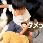 『ダメッ！！』犬を撫でていた男の子が、突然弟に怒って…あまりにも尊い『理由』に反響「なんて優しいお兄ちゃん」「いい子」「大事だもんね」(ブログ)