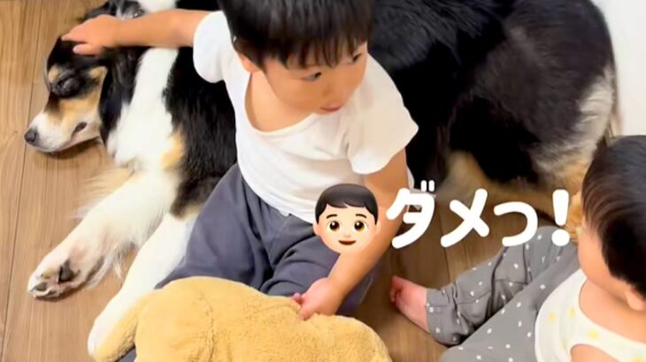 『ダメッ！！』犬を撫でていた男の子が、突然弟に怒って…あまりにも尊い『理由』に反響「なんて優しいお兄ちゃん」「いい子」「大事だもんね」(ブログ)