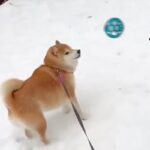 犬にボールを投げた結果→『喜んで遊ぶかな』と思ったら…コントのような『まさかの反応』に7万いいね「初めて見たｗ」「ツンデレで草」と爆笑(ブログ)